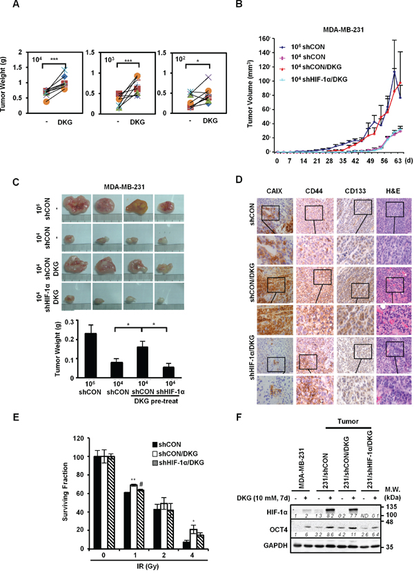 DKG augments the tumorigenic properties of BC cells in vivo.
