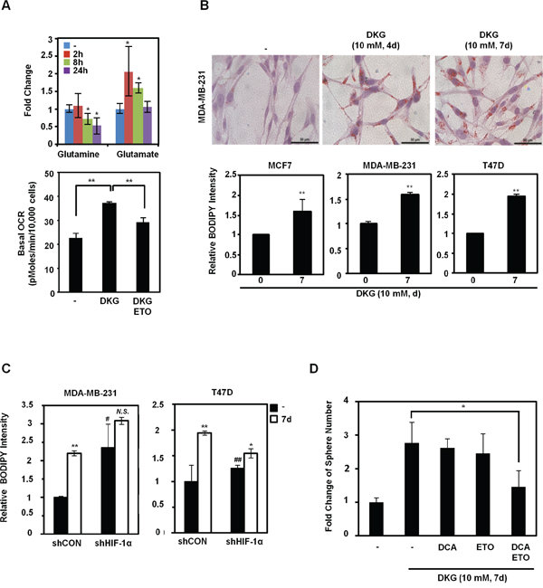 DKG regulates glutamine-dependent reductive carboxylation.