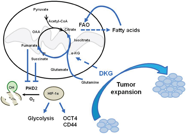 Model depicting the dual function of DKG to induce tumorigenic properties in BC cells through co-opting a pseudohypoxic pathway and metabolic rewiring.