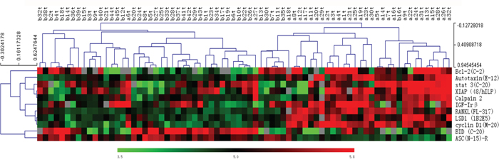 Hierarchical clustering analysis of 11 differentially expressed proteins between 32 AFP producing and 45 AFP non-producing samples.