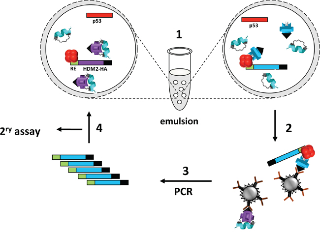 Selection of PM2-resistant HDM2 by in vitro compartmentalisation.