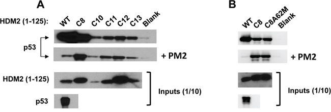 Selected HDM2 variants display in vitro PM2-resistance phenotype.