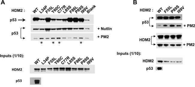 PM2 resistance is also seen when point mutants are introduced into full-length HDM2.