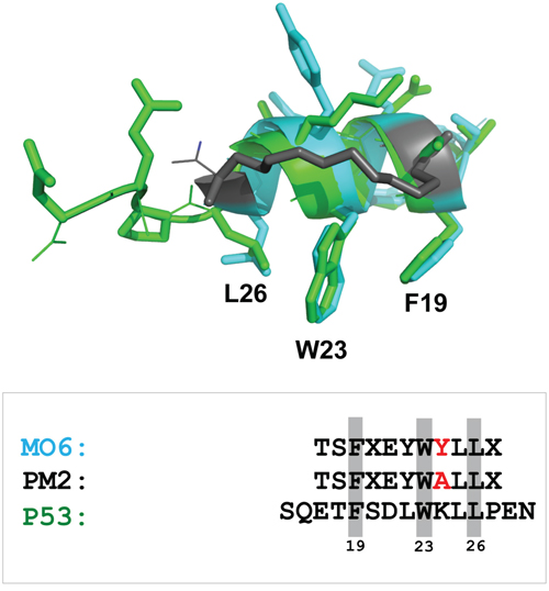 Stapled peptide recapitulates key p53 signature residues that interact with HDM2 N-terminal domain.