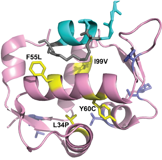 Projection of HDM2-C8 mutants onto HDM2 N-terminal domain structure.