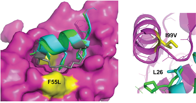 The staple moiety makes favourable contacts with F55 in the N-terminal domain of HDM2.