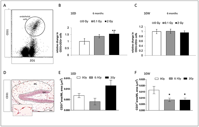 Endothelial changes in the hippocampus 6 months after irradiation at 10D and 10W.