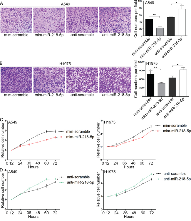 miR-218-5p inhibits the migration and proliferation of NSCLC cells in vitro.