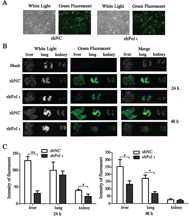 Knockdown of Pol &#x03B9; expression decreases the colonization of KYSE-150 cells in vivo.