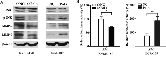 Pol &#x03B9; enhances MMP-2 and MMP-9 expression through activating the JNK-AP-1 pathway.