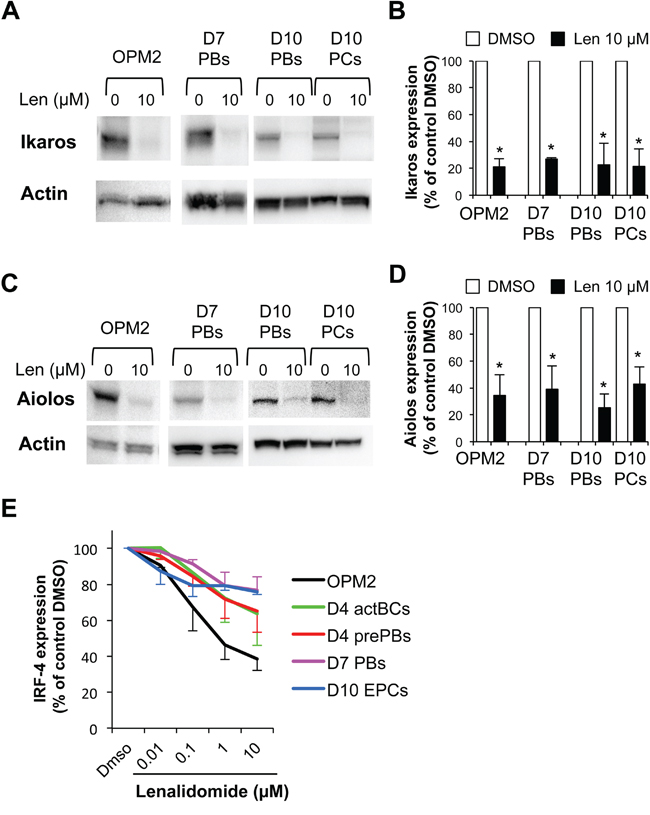 Ikaros, Aiolos and IRF4 are expressed in plasmablasts and early plasma cells and their expression is reduced by lenalidomide.
