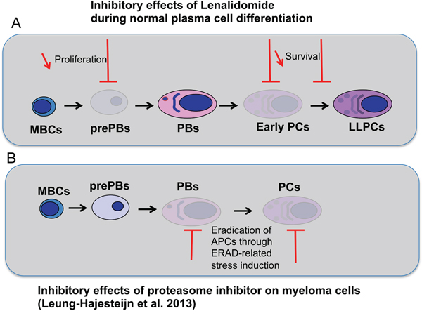 Effects of lenalidomide and proteasome inhibitor on the different stages of plasma cell differentiation.