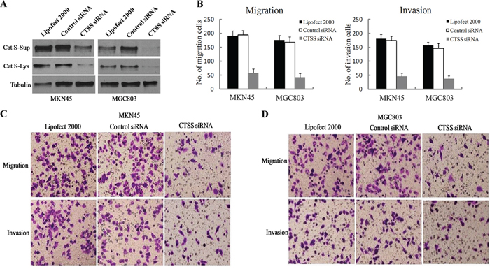 Knockdown of Cat S suppressed the migration and invasion of GC cells.