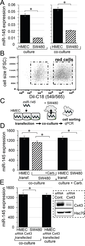 Micro-RNA transfer from microvascular endothelium (HMEC) to colorectal cancer cells (SW480).