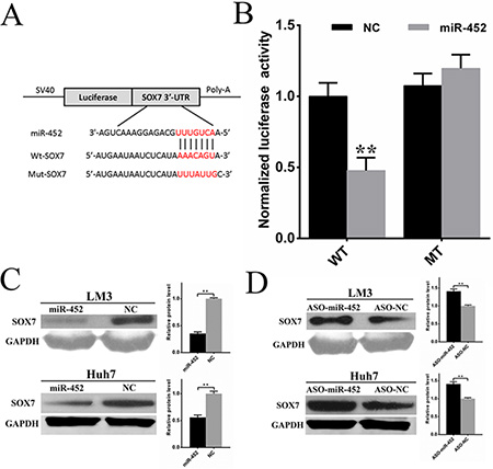 Sox7 was a direct and functional target of miR-452 in HCC.