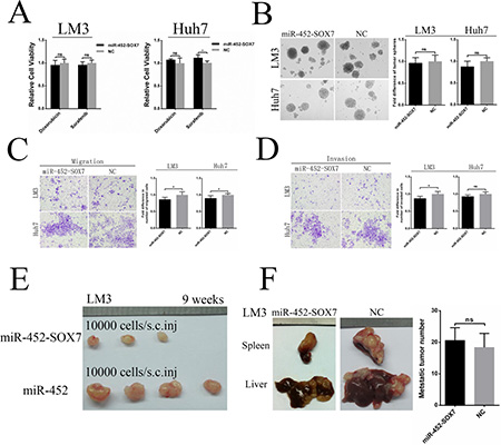 Restoration of SOX7 inhibited miR-452 mediated stem-like characteristics of HCC.