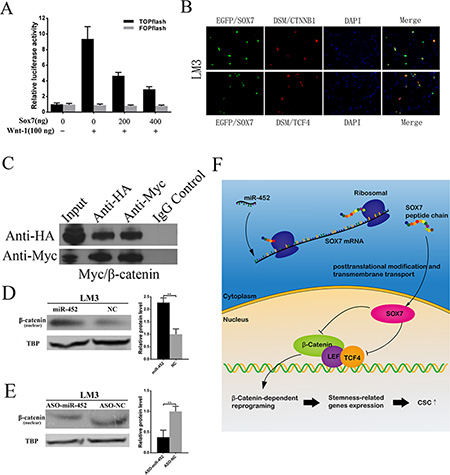 miR-452 targeted SOX7 involving Wnt/&#x03B2;-catenin signaling pathway.