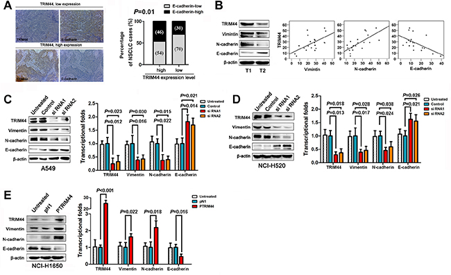 TRIM44 promotes NSCLC cell invasion and metastasis by increasing EMT.