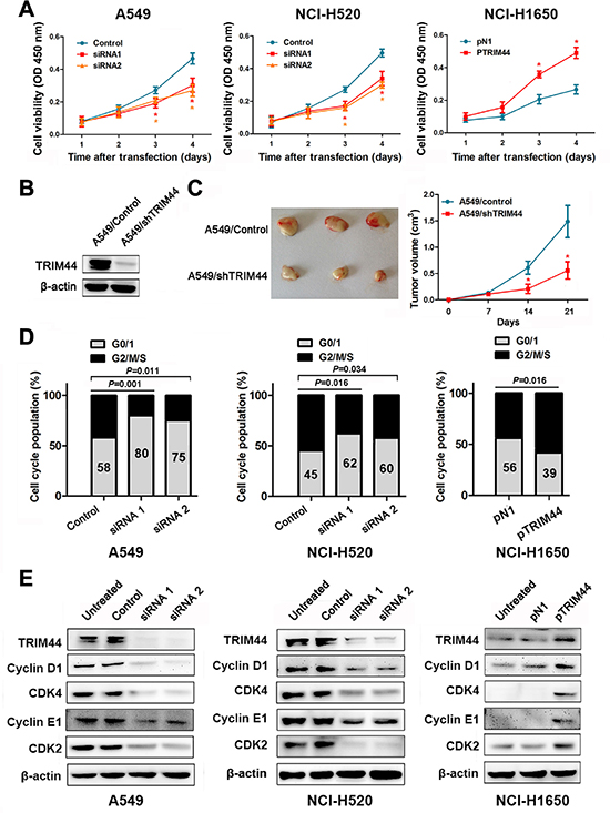 Effects of TRIM44 on NSCLC cell viability in vitro and in vivo.