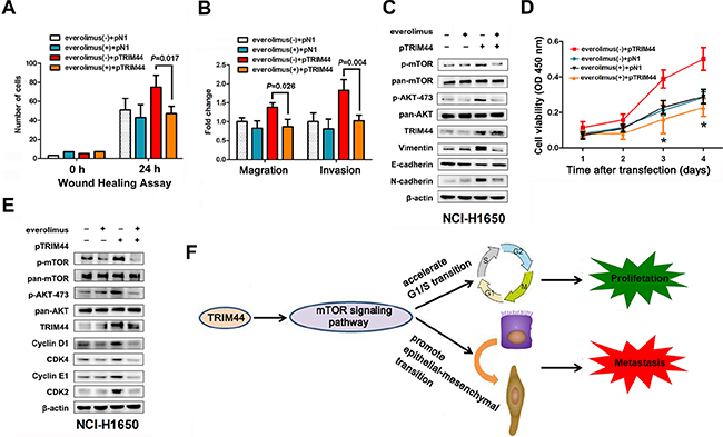 TRIM44 promotes metastasis and proliferation via the mTOR signaling pathway.