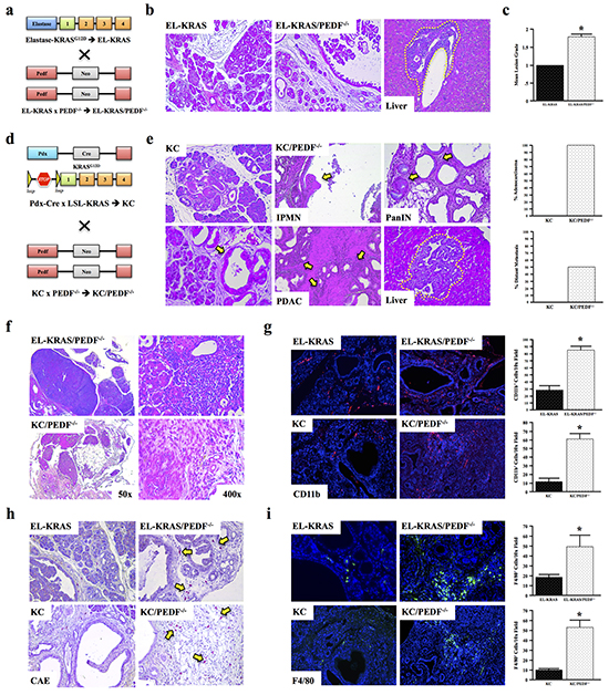 PEDF deficiency accelerates tumor-associated inflammation in vivo.