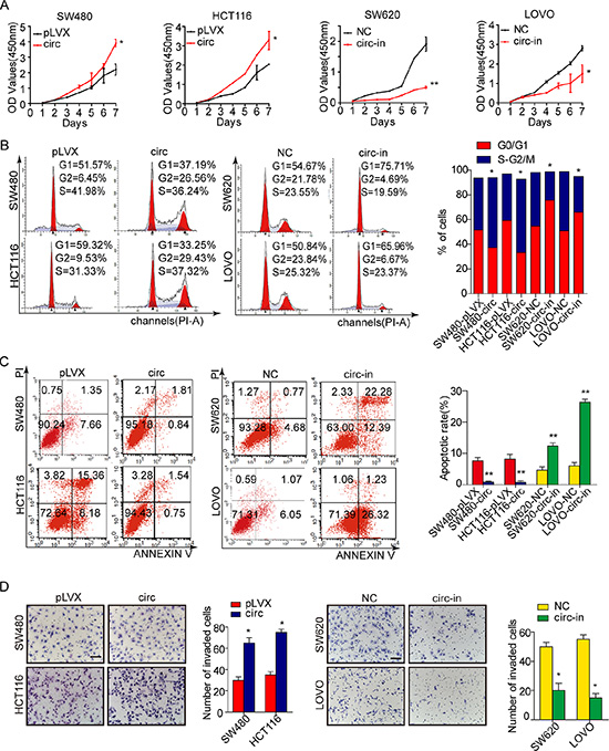 Circ_001569 promotes proliferation and tumor growth of CRC cells.