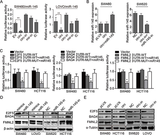 Circ_001569 inhibits the transcription activity of miR-145 and up-regulates miR-145 targets E2F5, BAG4 and FMNL2.