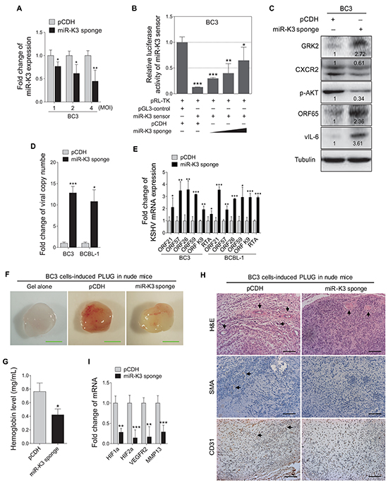 Inhibition of miR-K3 in KSHV latently infected PEL cells induces KSHV lytic replication and inhibits angiogenesis.