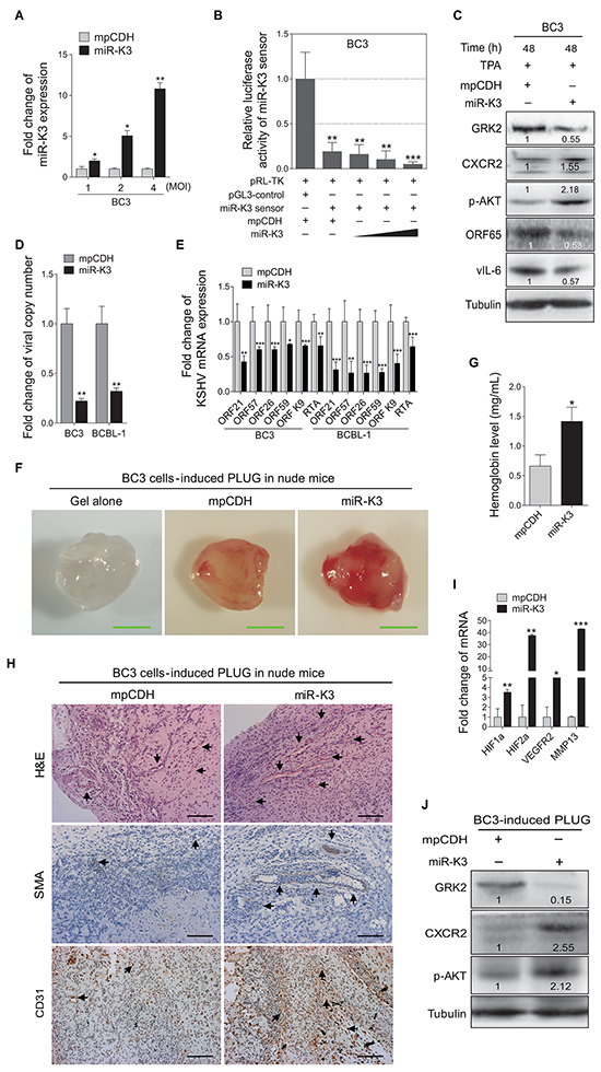 Overexpression of miR-K3 in KSHV latently infected cells inhibits KSHV lytic replication and promotes angiogenesis.