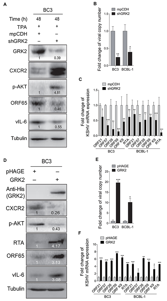 GRK2 contributes to reactivation of KSHV from latency.