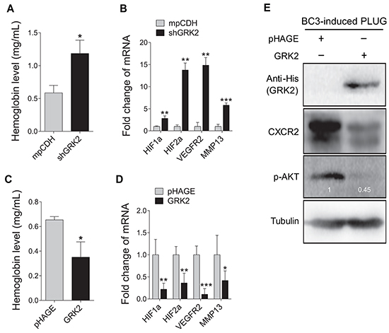 GRK2 inhibits angiogenesis induced by KSHV.