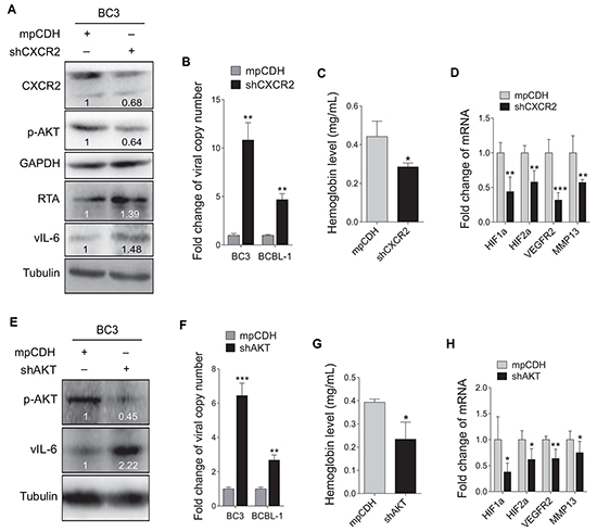 Inhibition of CXCR2/AKT pathway disrupts KSHV latency and suppresses angiogenesis.