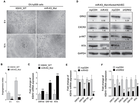 Deletion of miR-K3 from the KSHV genome reactivates KSHV lytic replication but inhibits angiogenesis.