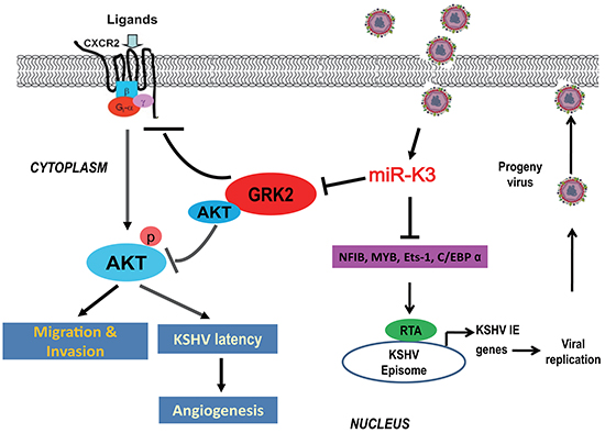 A model for the effect of miR-K3 on inhibition of KSHV lytic replication and promotion of KSHV-induced angiogenesis and invasion.
