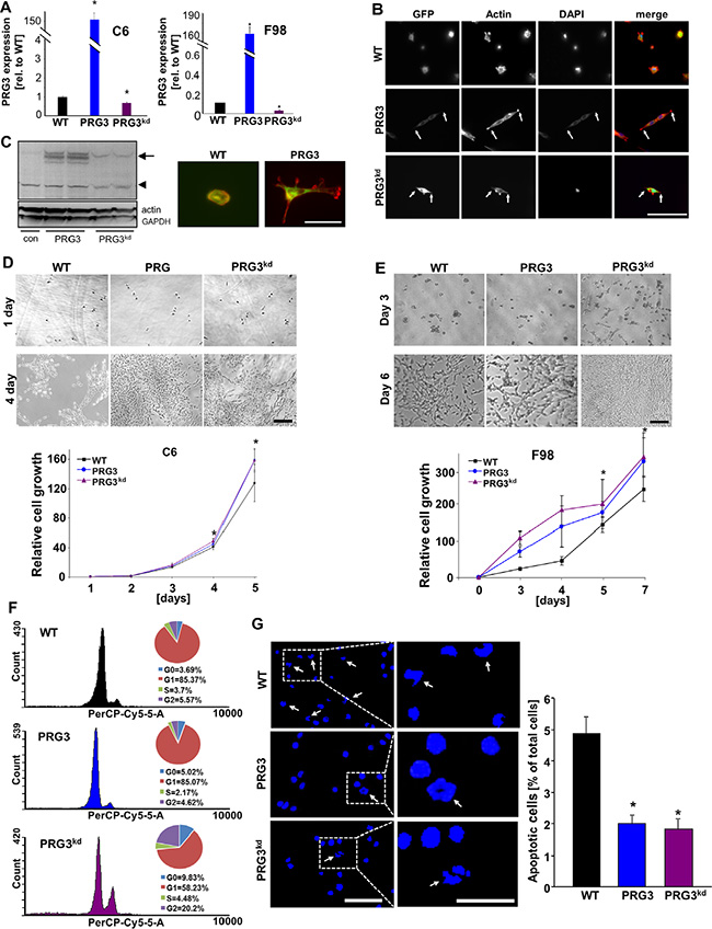 Distinct threshold of PRG3 promotes cell growth and reduces apoptosis.