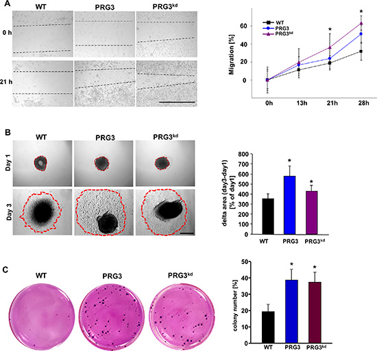 Deregulated PRG3 expression promotes gliomas migration and oncogenic transformation.