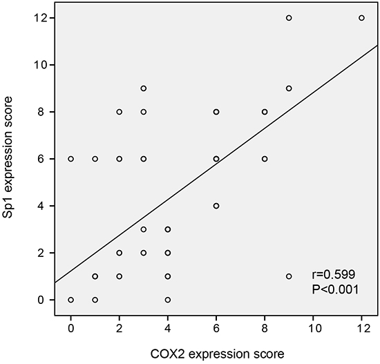 The correlation between Sp1 and COX2 expression in PDAC tissues.
