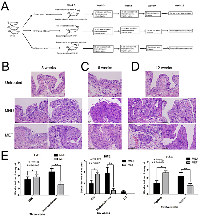 Effects of metformin on bladder cancer development.