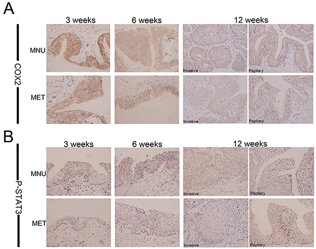 Metformin inhibits expression of COX2 and P-STAT3 in vivo.