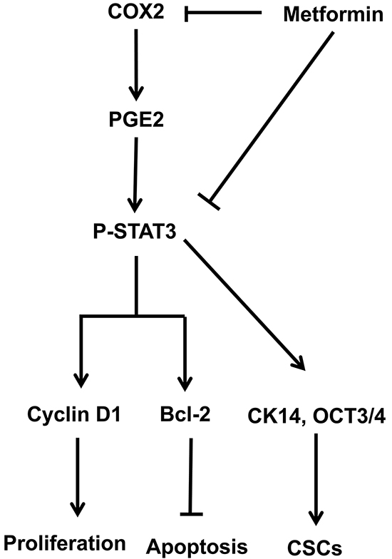 Schematic model of the hypothesized mechanism by which metformin inhibits bladder cancer.