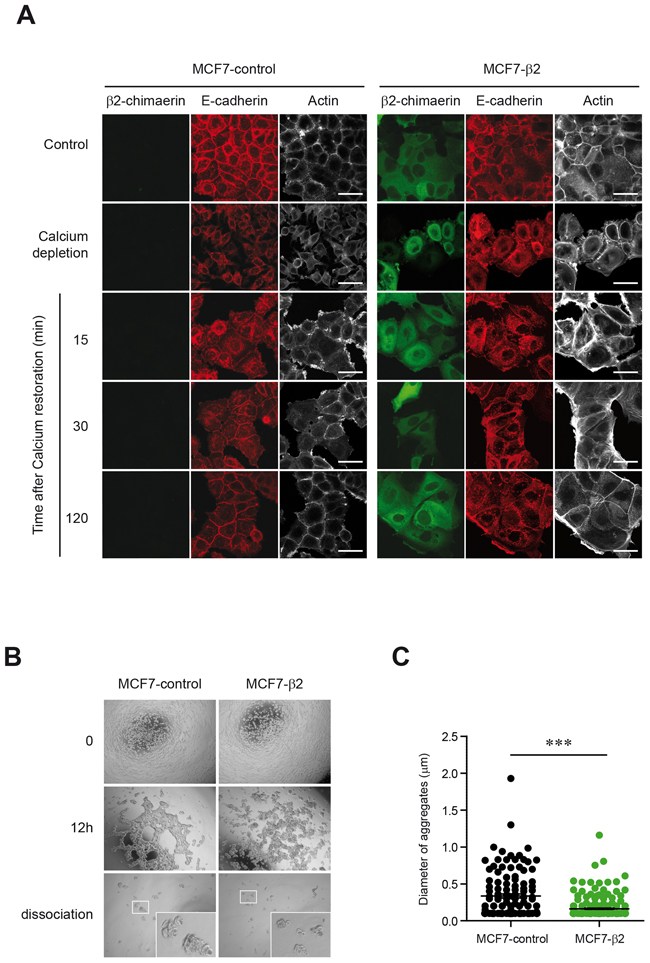 Expression of &#x03B2;2-chimaerin regulates cell-cell adhesion in MCF7 cells.