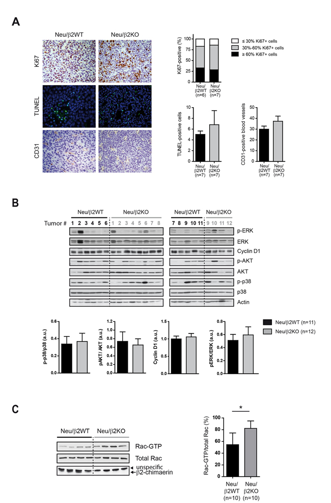 Deletion of &#x03B2;2-chimaerin in MMTV-Neu mice leads to Rac1 activation in tumors but has no effect in proliferation.