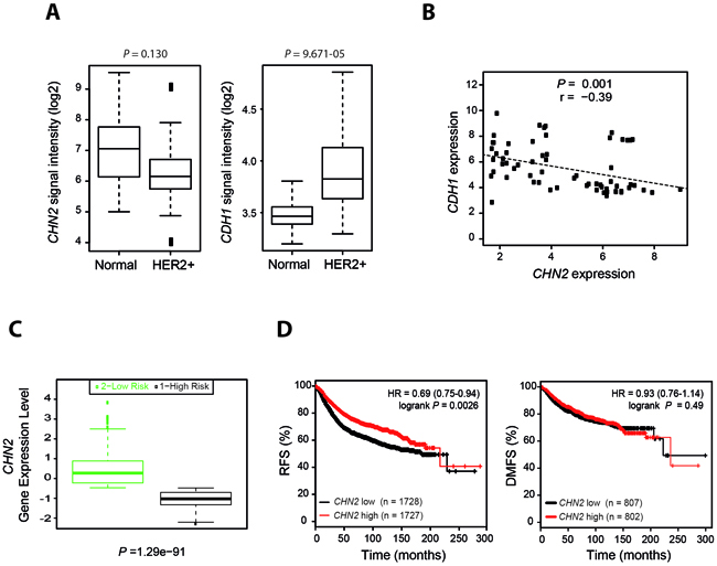 Reduced &#x03B2;2-chimaerin expression in human breast cancer inversely correlated with E-cadherin expression and is associated with reduced relapse-free survival.