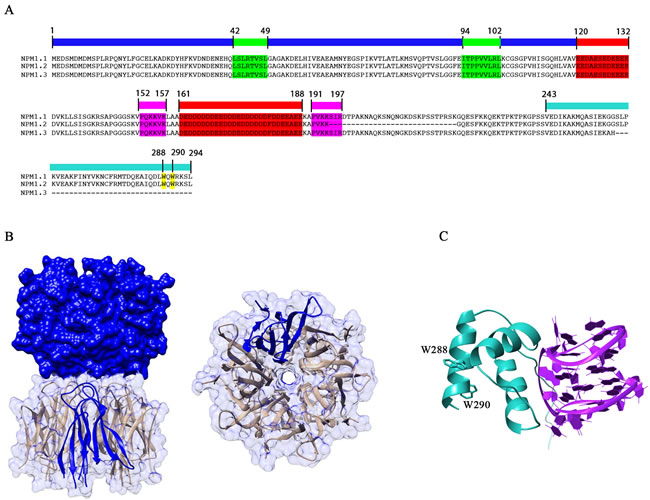 Domain organization and structure of NPM1.