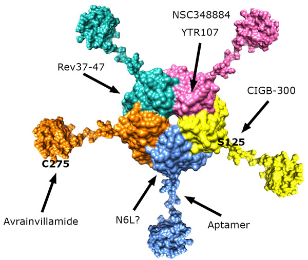 Schematic representation of full-length NPM1 structure showing the pentamer formed by the N-terminal domains, followed by the central unstructured regions and culminating with the folded C-terminal domains.