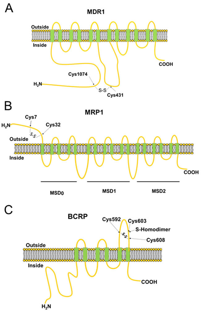 Schematic diagrams showing the structures of MDR1, MRP1 and BCRP.