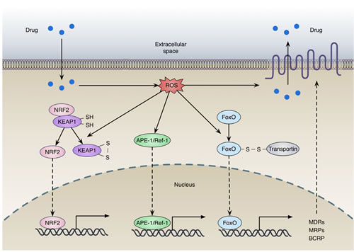 Redox regulation of drug efflux transporters expression.