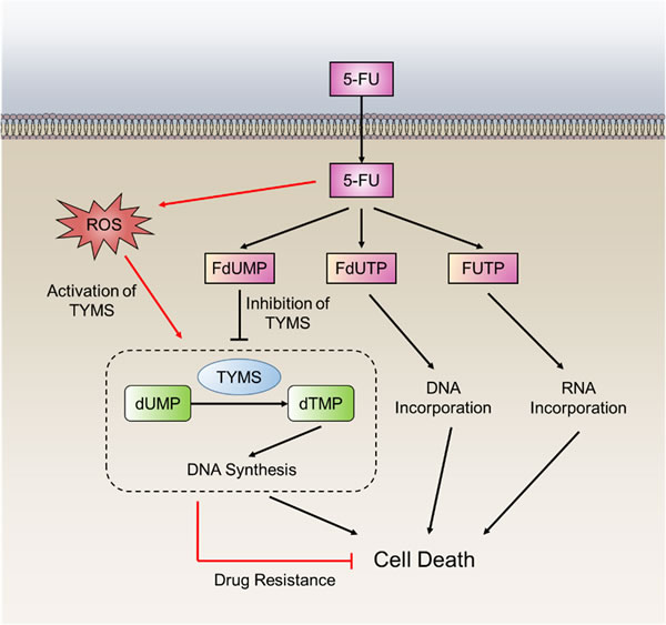 5-FU resistance in cancer cells by TYMS oxidation.