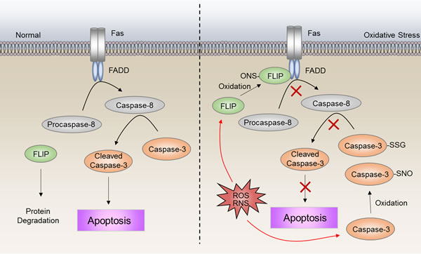 ROS-induced deregulation of apoptosis.