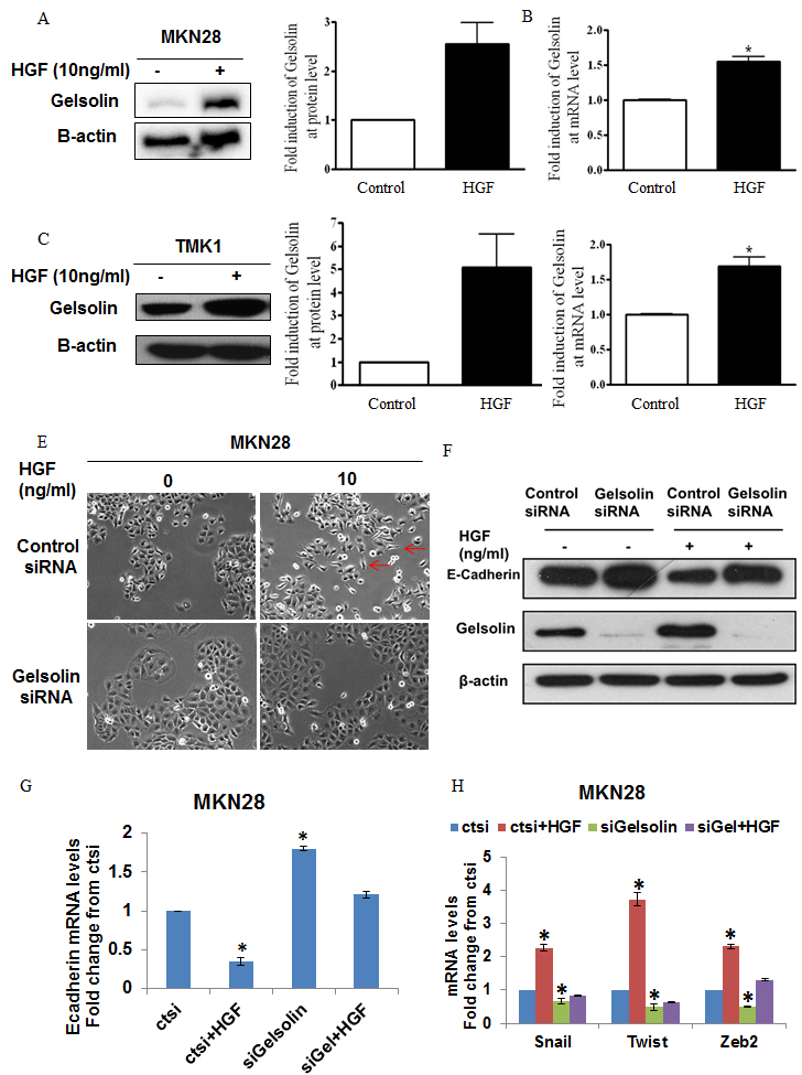 Gelsolin mediates HGF-induced E-cadherin downregulation and cell scattering of gastric cancer cells.